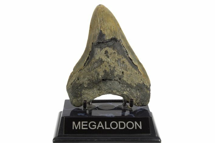 Fossil Megalodon Tooth - North Carolina #331633